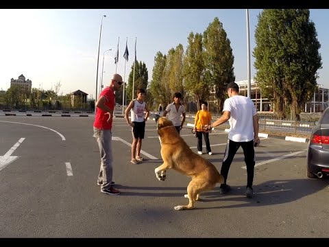 Агрессивный Алабай Барт