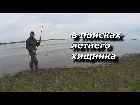 в поисках летнего хищника