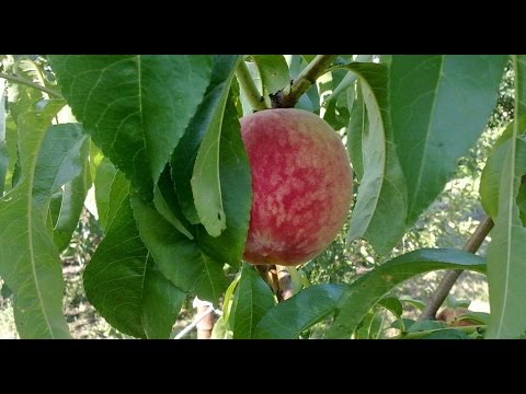 Весенние работы в саду,профилактика курчавости персика