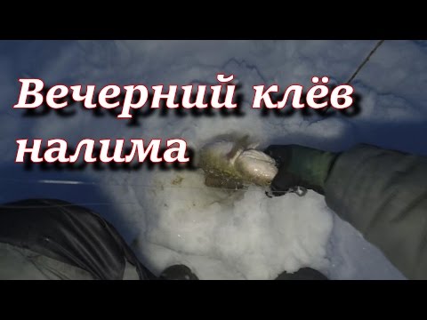 вечерний клёв налима 30 04 17