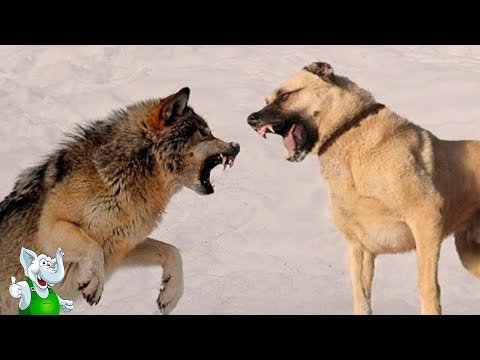 ВОЛКОДАВЫ / 10 СОБАК способных ПОБЕДИТЬ ВОЛКА