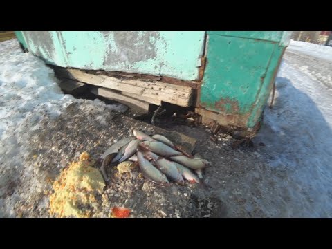 Выбросил сорогу??? Но зачем??? Что пошло не так?
