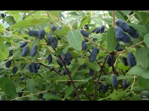 Жимолость съедобная / Honeysuckle edible