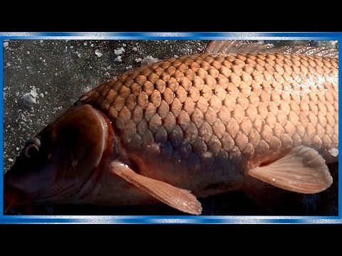 Зимняя рыбалка на Амуре на Хапугу хлопок, складной паук!