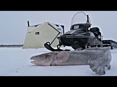 ЗИМНЯЯ РЫБАЛКА. ПРИЕХАЛИ за СИГами НО НАЛОВИЛИ...
