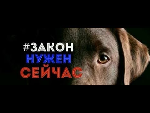 ЗООЗАЩИТНИКИ ПРОВОДЯТ ГОЛОДОВКУ у здания Госдумы | КТО ПРОТИВ ЭТОГО ЗАКОНА?