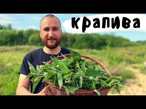 Крапива. 5 рецептов из сорняка