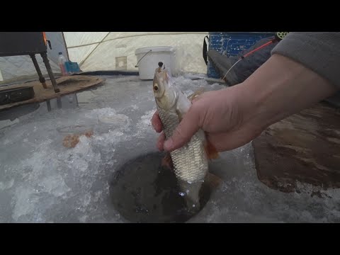крупная сорога в полярную ночь!!! ТАК ЛОВЯТ ХИЩНИКА НА КРАЙНЕМ СЕВЕРЕ!!!