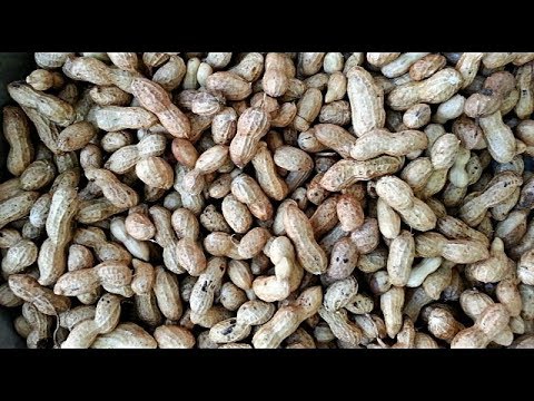 Крупный Арахис для себя и на продажу.