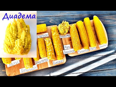 Кукуруза за 5 минут! Обзор 10 сортов (Мать Драконов, Мегалодон, Диадема...)