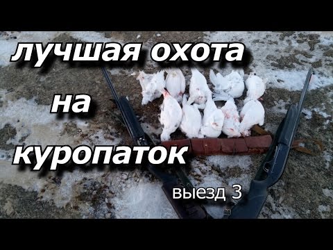 лучшая охота на куропаток выезд 3