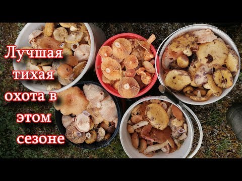 лучшая тихая охота 2019