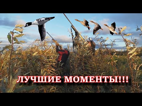 ЛУЧШИЕ МОМЕНТЫ С ОХОТЫ НА ГУСЯ И УТКУ!!! ТОЛЬКО ВЫСТРЕЛЫ!!!