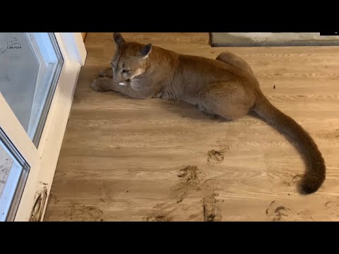 Месси устроил разгром в доме! маленький чертёнок