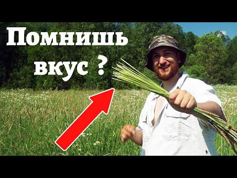 Мы ВСЕ ЕЛИ ЭТУ ТРАВУ в детстве