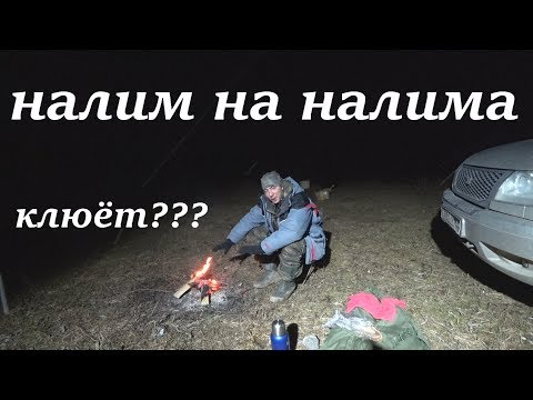 налим на налима. КЛЮНЕТ??? донки