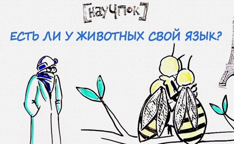 Научпок. Выпуск 127: Есть ли у животных свой язык?