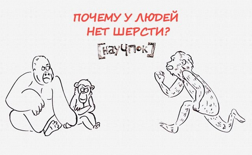 Научпок. Выпуск 135: Почему у людей нет шерсти?