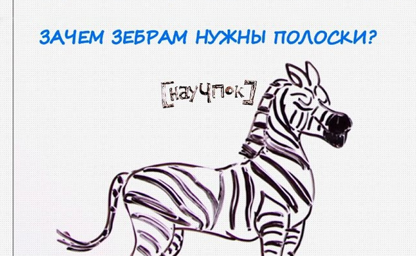 Научпок. Выпуск 138: Зачем зебрам нужны полоски?