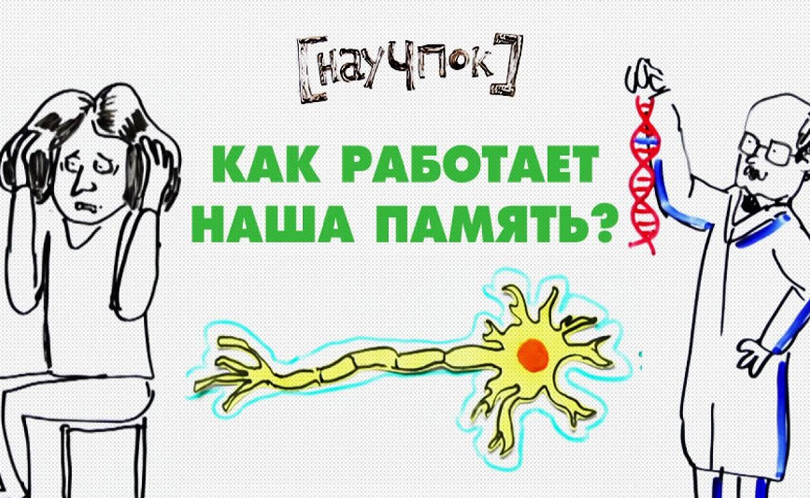 Научпок. Выпуск 81: Как работает наша память?