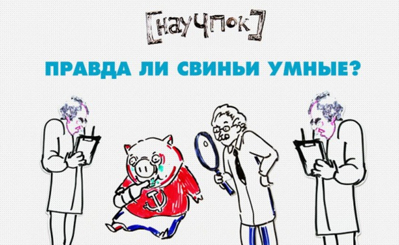 Научпок. Выпуск 99: Правда ли свиньи умные?