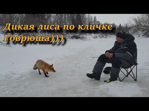 НЕНЕЦКИЙ А.О. край не пуганных животных .встреча с дикой лисой по кличке Говрюша