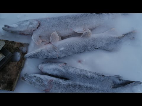 ОДИН НА ЛЬДУ онлайн