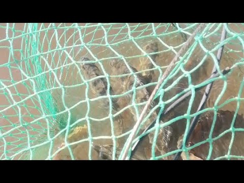 Онлайн Рыбалка