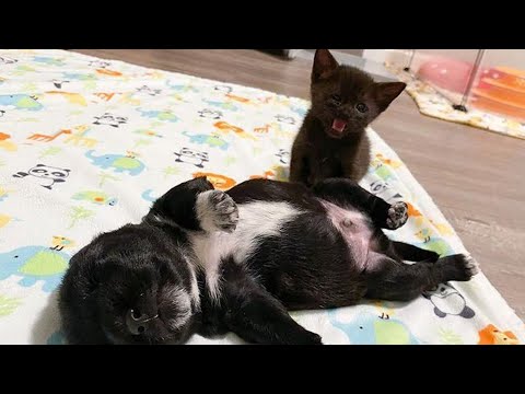 Осиротевший котенок нашел себе друга - щенка, спасенного с улицы
