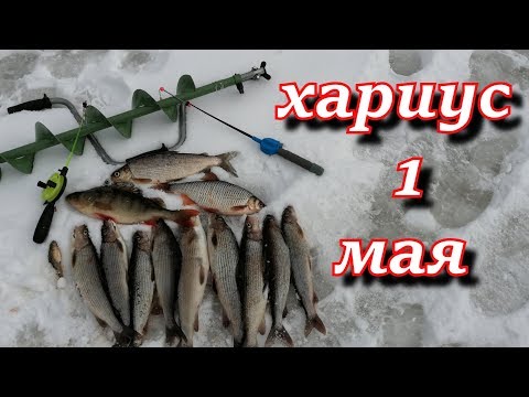отличная рыбалка на хариуса со льда 1 мая.