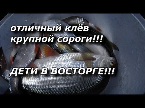 ОТЛИЧНЫЙ КЛЁВ КРУПНОЙ СОРОГИ! ДЕТИ В ВОСТОРГЕ! GREAT BITE OF LARGE ROACH! THE CHILDREN ARE HAPPY!