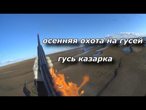 охота на гусей. ГУСЬ КАЗАРКА. goose hunting
