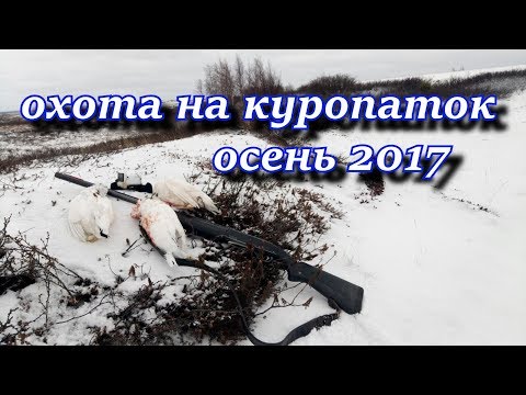 охота на куропатку Осень 2017