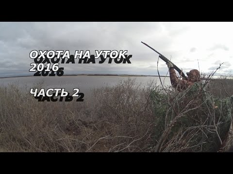 ОХОТА НА УТОК 2016. часть 2