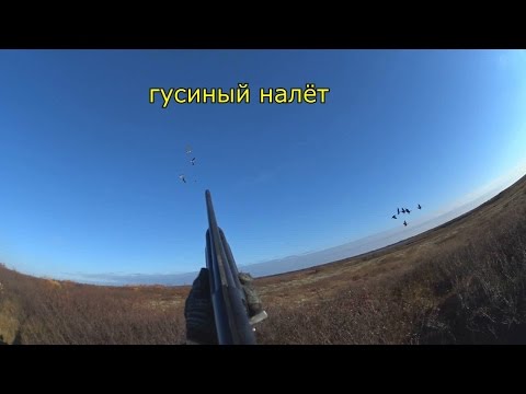 ОХОТНИКИ И РЫБОЛОВЫ ЗАПОЛЯРЬЯ. гусиный налёт