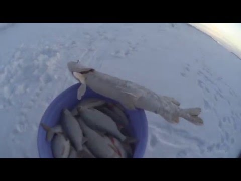 ОХОТНИКИ И РЫБОЛОВЫ ЗАПОЛЯРЬЯ. отличный клёв!!!