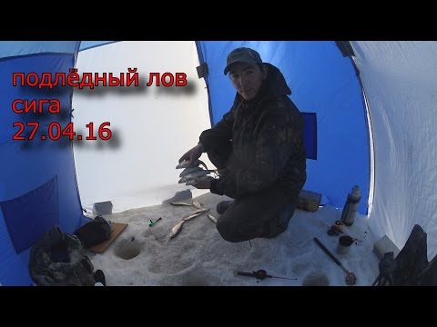 ОХОТНИКИ И РЫБОЛОВЫ ЗАПОЛЯРЬЯ. подлёдный лов сига 27.04.15