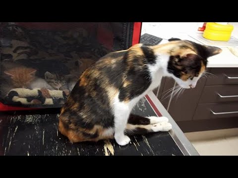 Парализованная кошка доползла до места, где оставила котят, после того, как человек пытался ее убить