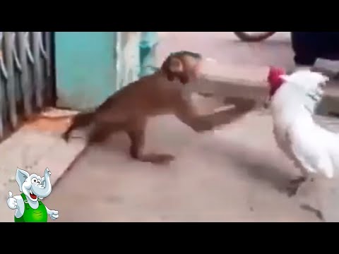 Петух в Деле / Петух против Ястреба, Собаки, Обезьяны, Свиньи