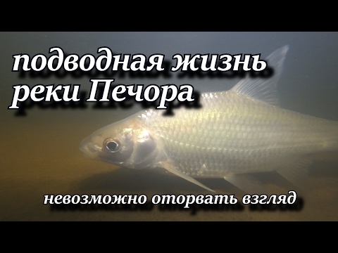 подводная жизнь реки Печора невозможно оторвать взгляд