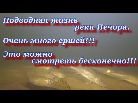 Подводная жизнь реки Печора. Очень много ершей!!! Это можно смотреть бесконечно!!!