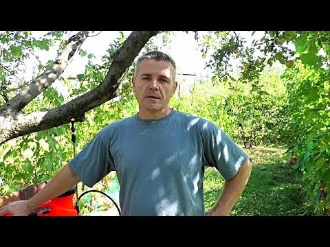 Полив и подкормка винограда в период зрелости.