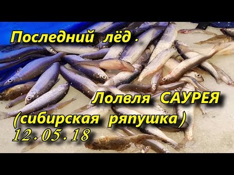 последний лёд ловля саурея сибирской ряпушки 12 05 18