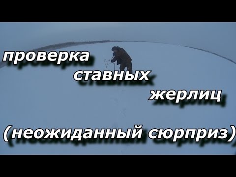 проверка ставных жерлиц (неожиданный сюрприз)