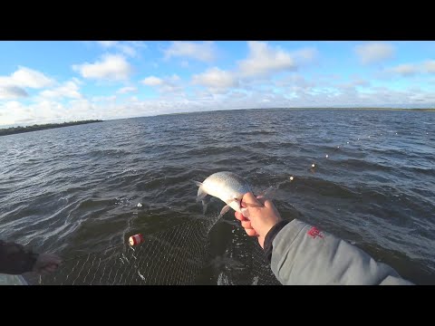 промысловая рыбалка на сига. рыбалка сплавной сетью 2020