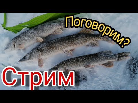 Прямая трансляция пользователя ОРЗ ТВ - Охотники и Рыболовы ЗАПОЛЯРЬЯ