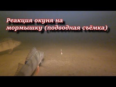 Реакция окуня на мормышку (Подводные съёмки)