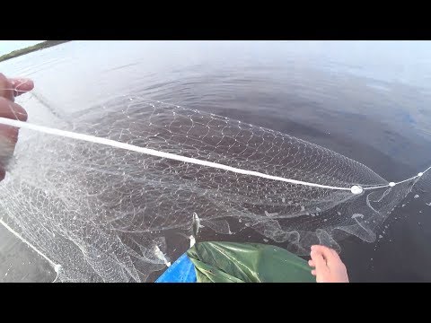 рыбалка сплавными сетями ловим ряпушку (зельдей)