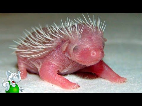 Самые Невероятные Рождения Животных в Мире