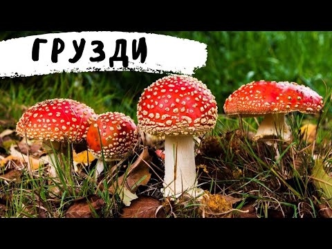 Солим Алтайские Грузди на Зиму по Местному Рецепту
